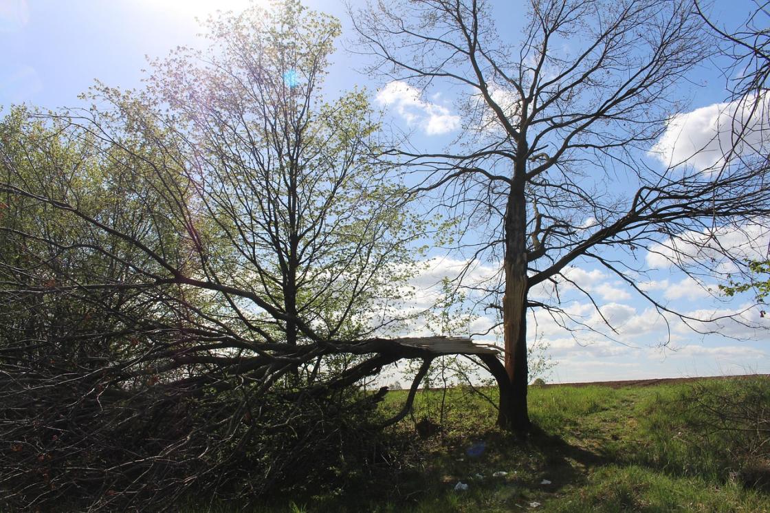 tree killed by lightning