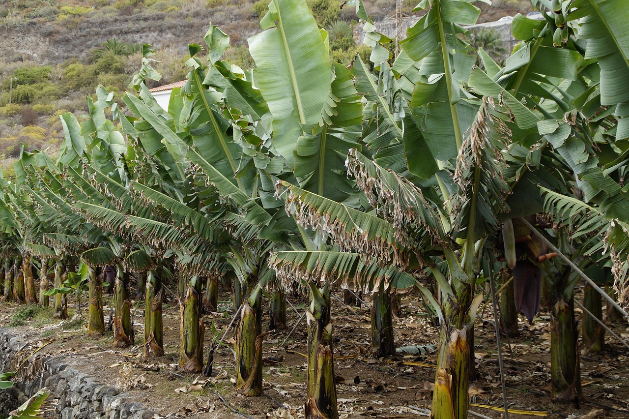 banana plantation