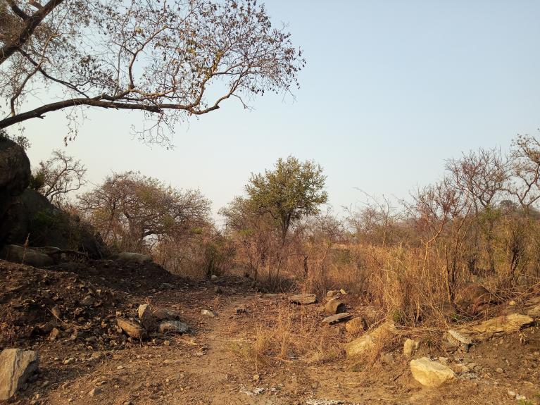 Natural Rain Forest in Madi Sub Region threatened by Wildfires.