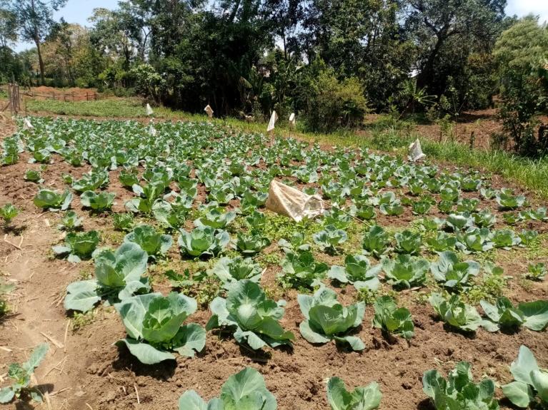 Cabbages growing in an irrigated farm