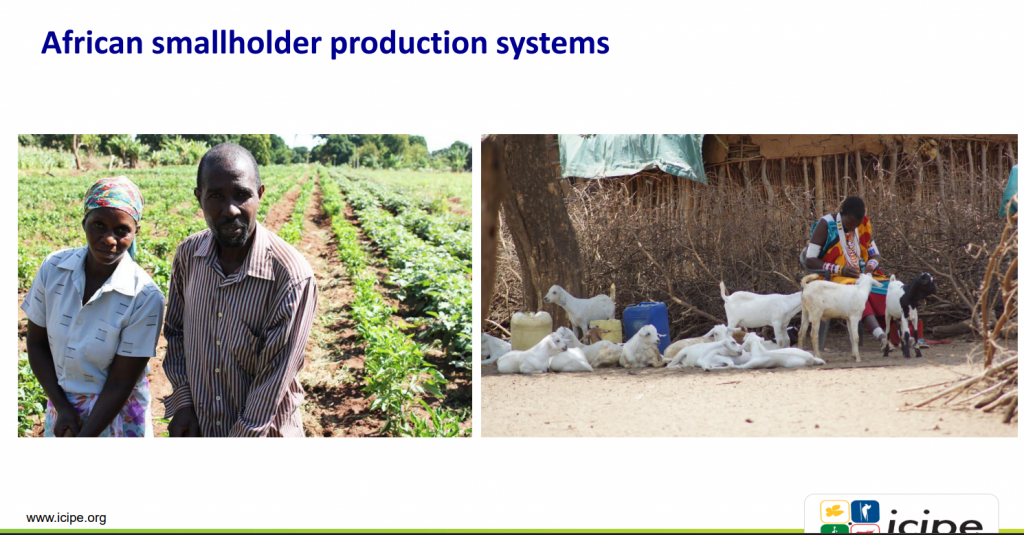 A man and a woman standing in a green vegetable garden. A man sitting outside a mud house surrounded by goats