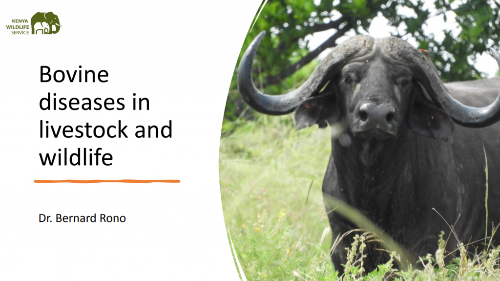 A buffalo in green grass. Text reads Bovine diseases in livestock and wildlife