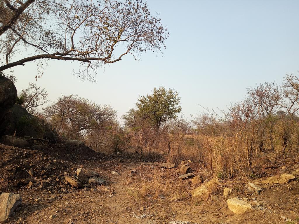 Natural Rain Forest in Madi Sub Region threatened by Wildfires.